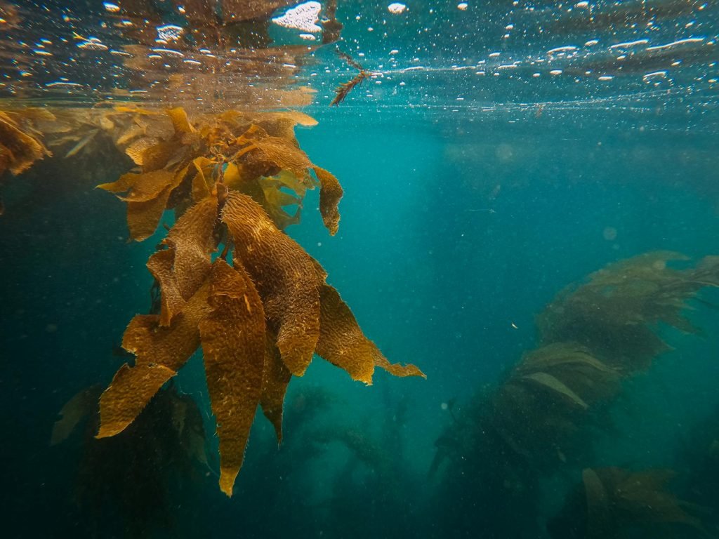 Oman Arabian Sea Diving: An Underwater Journey