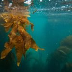 Oman Arabian Sea Diving: An Underwater Journey