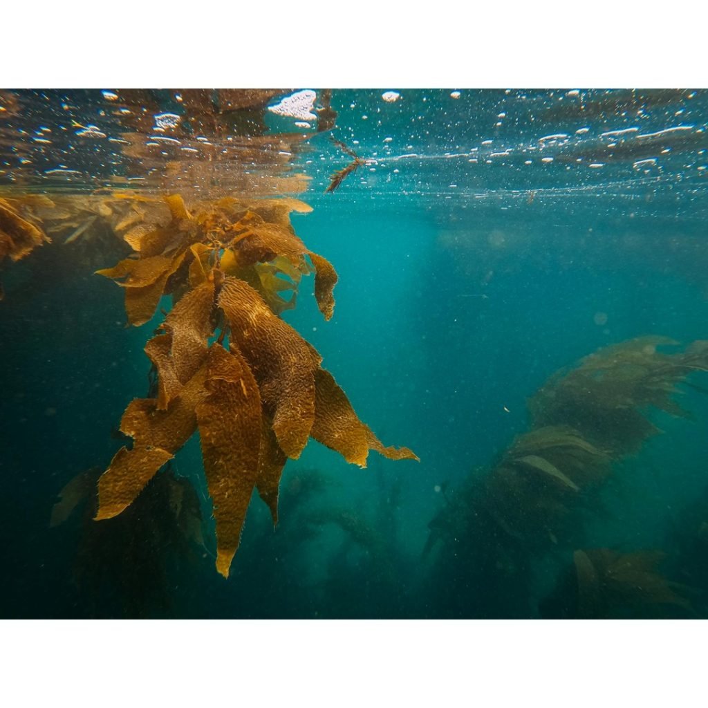 Poor Knights Islands Diving: New Zealand's Subaquatic Sanctuary Explored