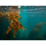 Unveiling the Hidden Depths: A Scuba Diver's Guide to the Dominican Republic's Underwater Caves