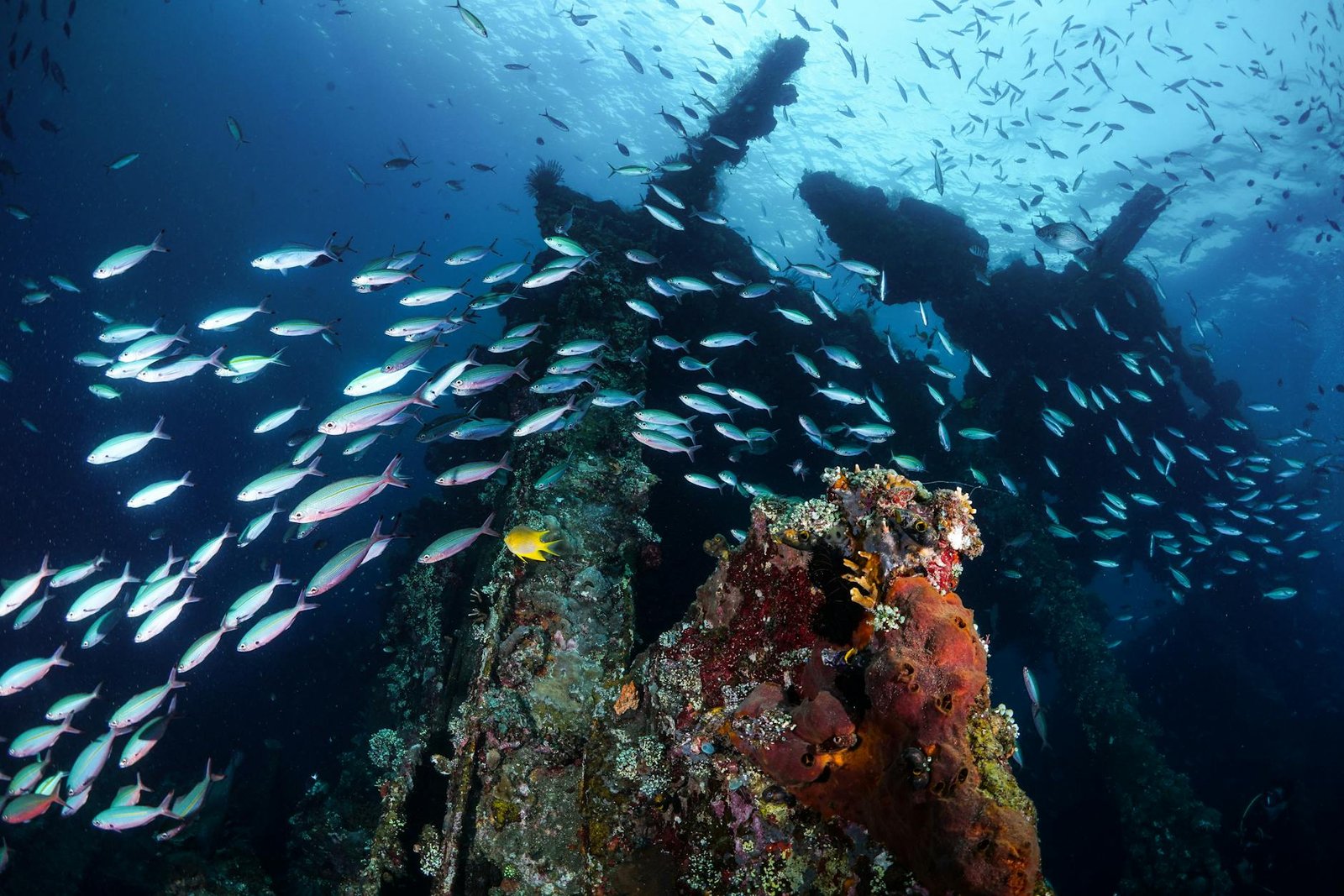 Unveiling Bali's Underwater Majesty: A Diver's Guide to Indonesia's Aquatic Jewel