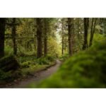 Olympic National Park Trails: A Hiker's Guide to Washington's Wilderness Masterpiece