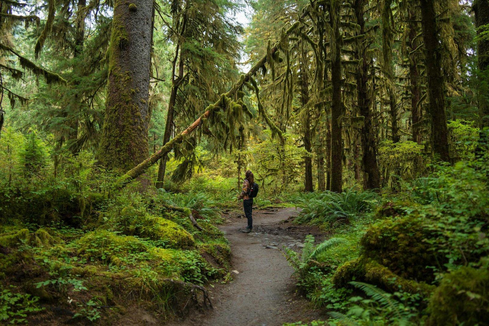 Olympic National Park Trails: A Hiker's Guide to Washington's Wilderness Masterpiece