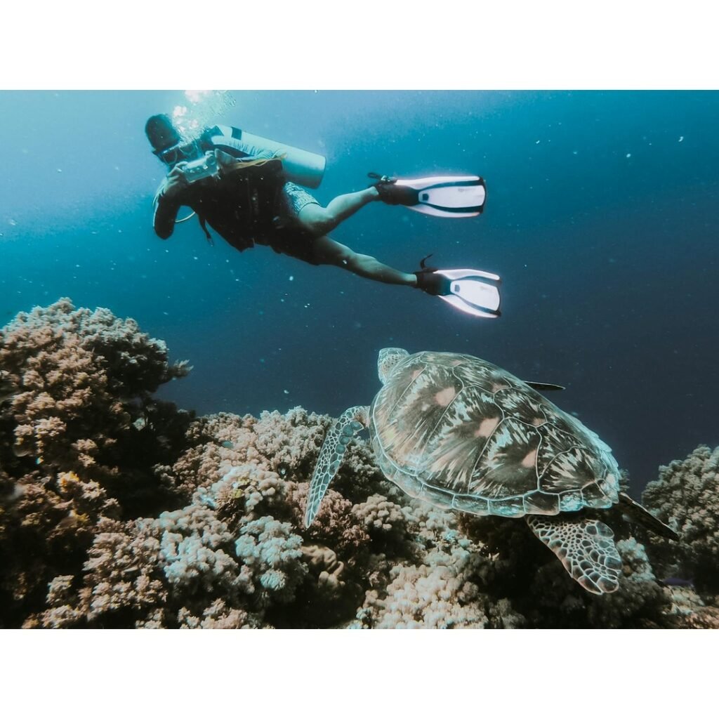 Philippines Whale Sharks: Your Ultimate Guide to Diving with Gentle Giants