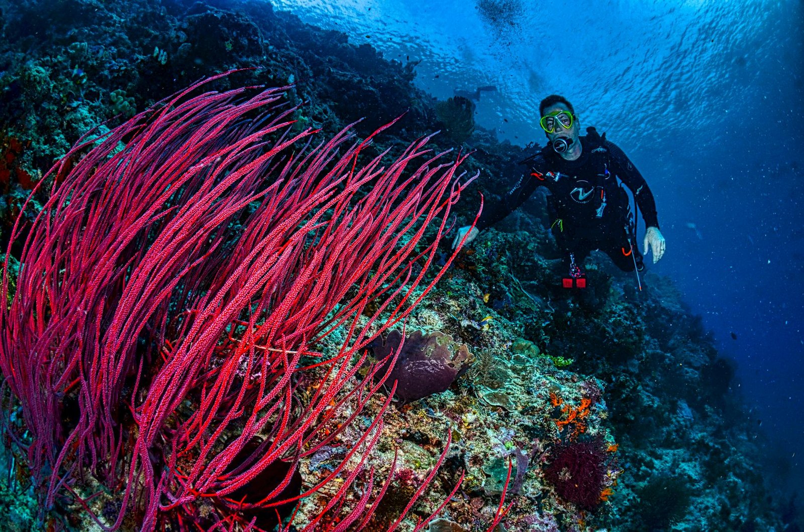 Scuba Diving Komodo National Park Indonesia: An Unforgettable Underwater Adventure