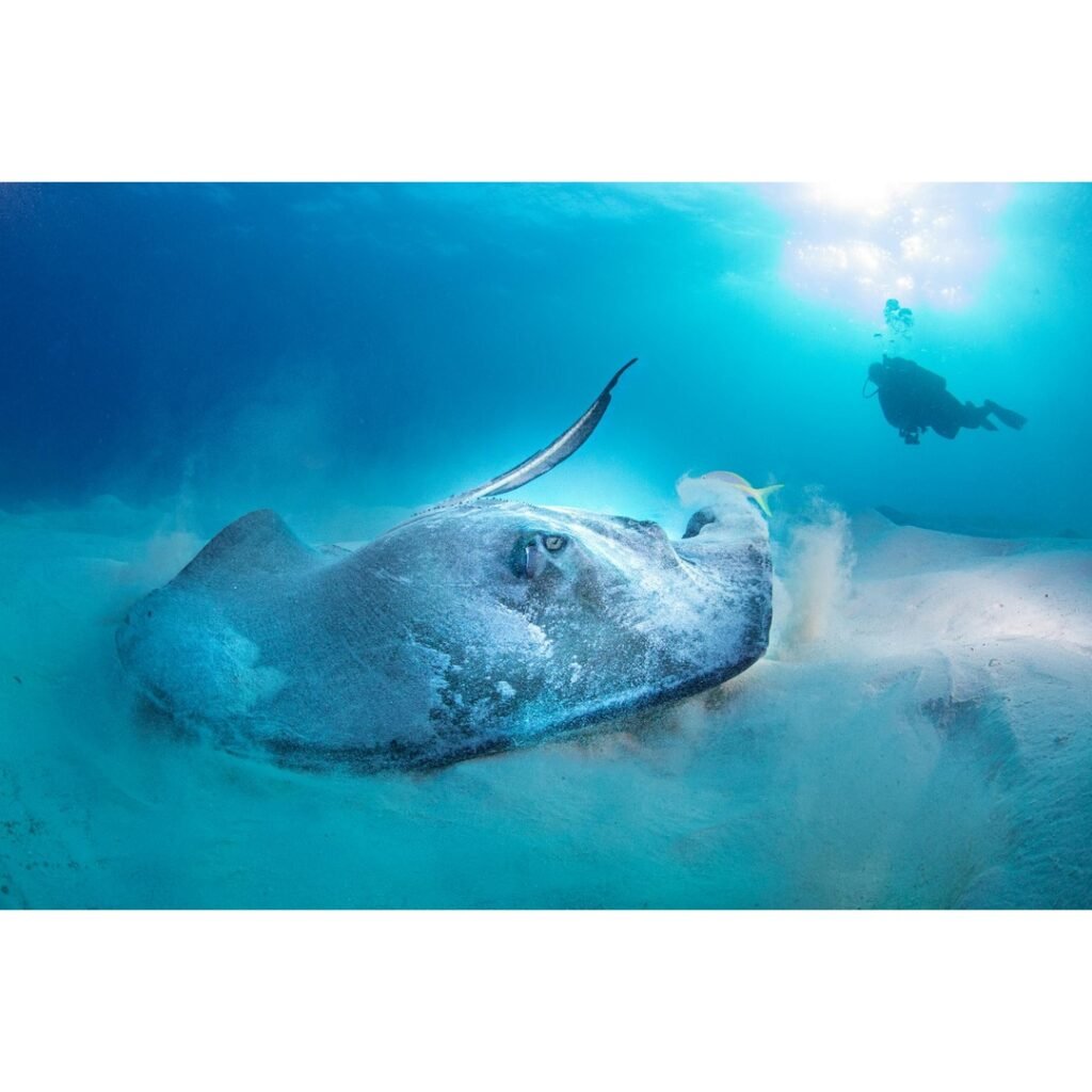 Unveiling the Depths: An Enthusiast's Guide to Wreck Diving in the Bahamas