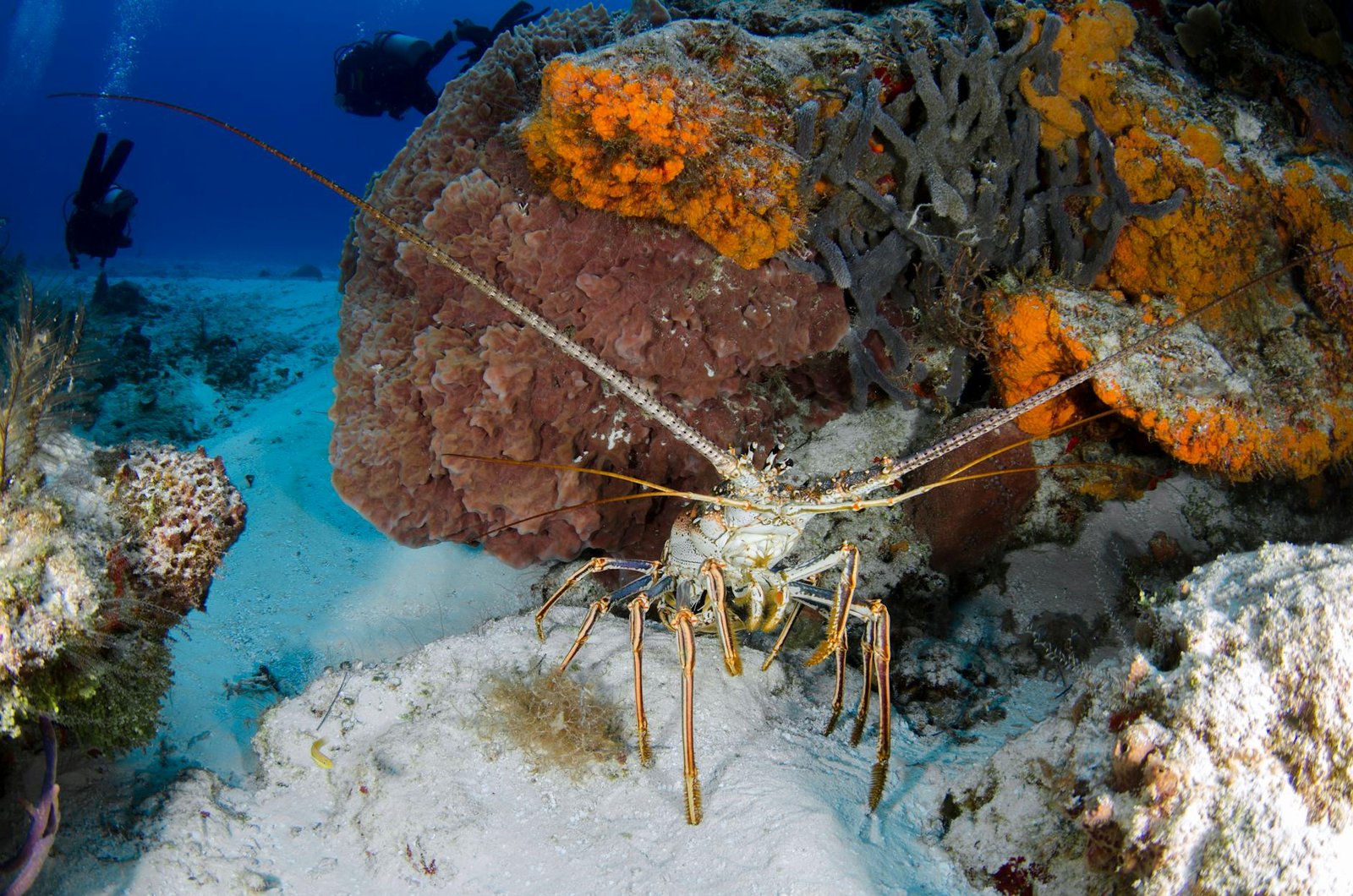 Unveiling the Depths: An Enthusiast's Guide to Wreck Diving in the Bahamas
