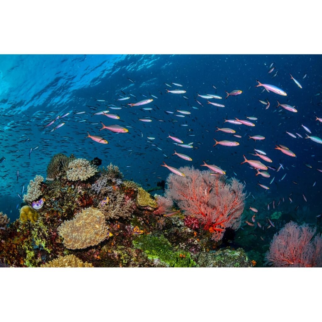 Discover the Unparalleled Coral Reefs of Raja Ampat, Indonesia: A Diver's Quick Guide