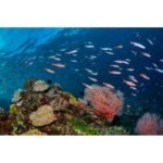 Discover the Unparalleled Coral Reefs of Raja Ampat, Indonesia: A Diver's Quick Guide