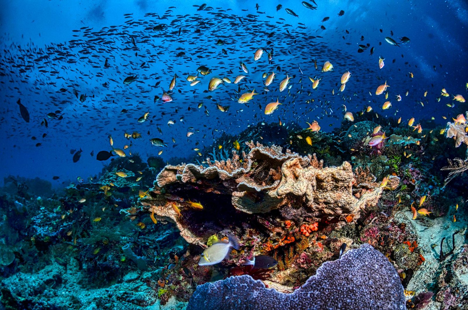 Discover the Unparalleled Coral Reefs of Raja Ampat, Indonesia: A Diver's Quick Guide