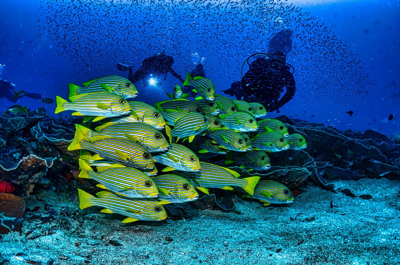 Discover the Unparalleled Coral Reefs of Raja Ampat, Indonesia: A Diver's Quick Guide