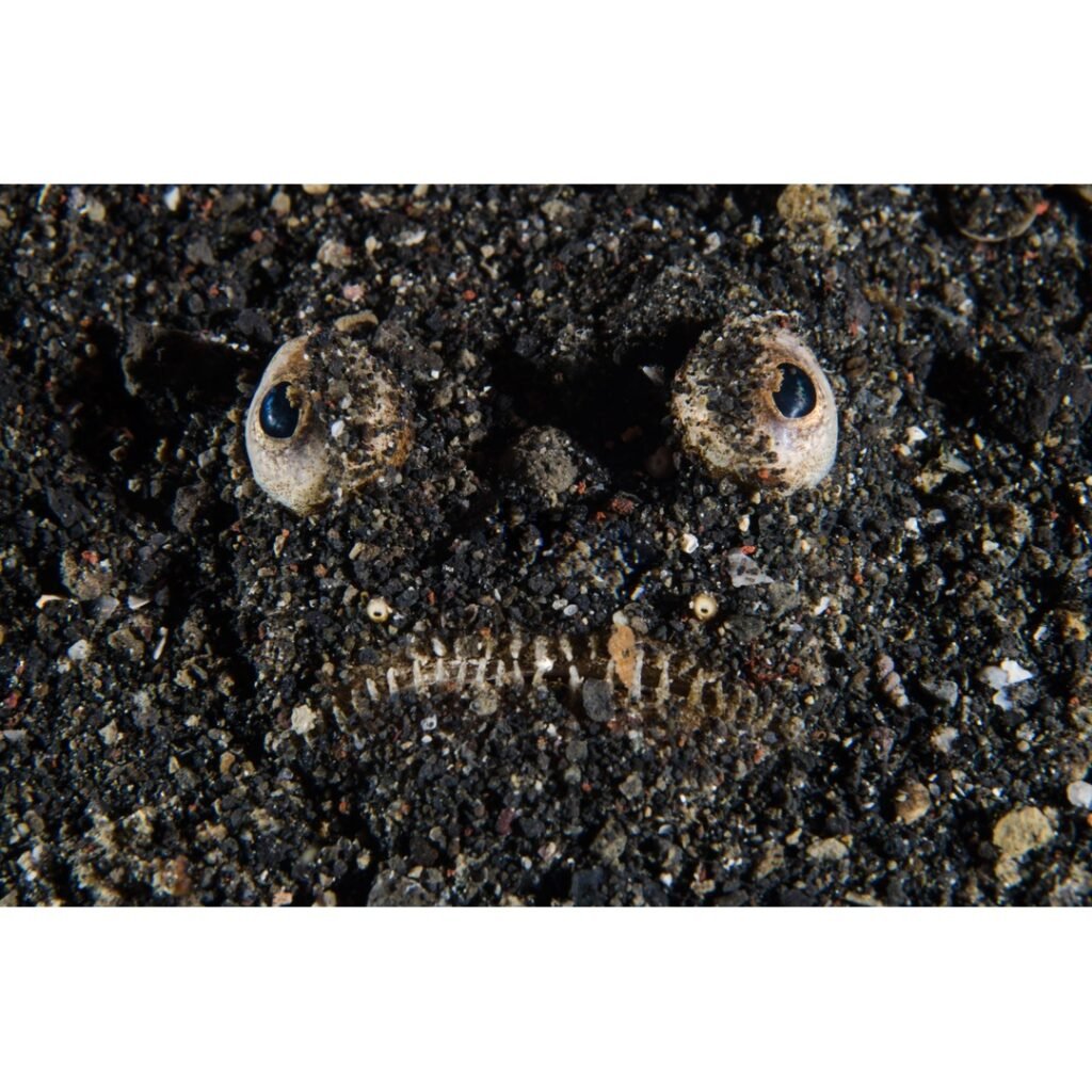 Unveiling the Micro Marvels: A Quick Guide to Underwater Photography in Lembeh Strait, Indonesia