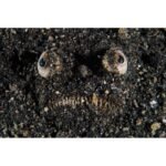 Unveiling the Micro Marvels: A Quick Guide to Underwater Photography in Lembeh Strait, Indonesia