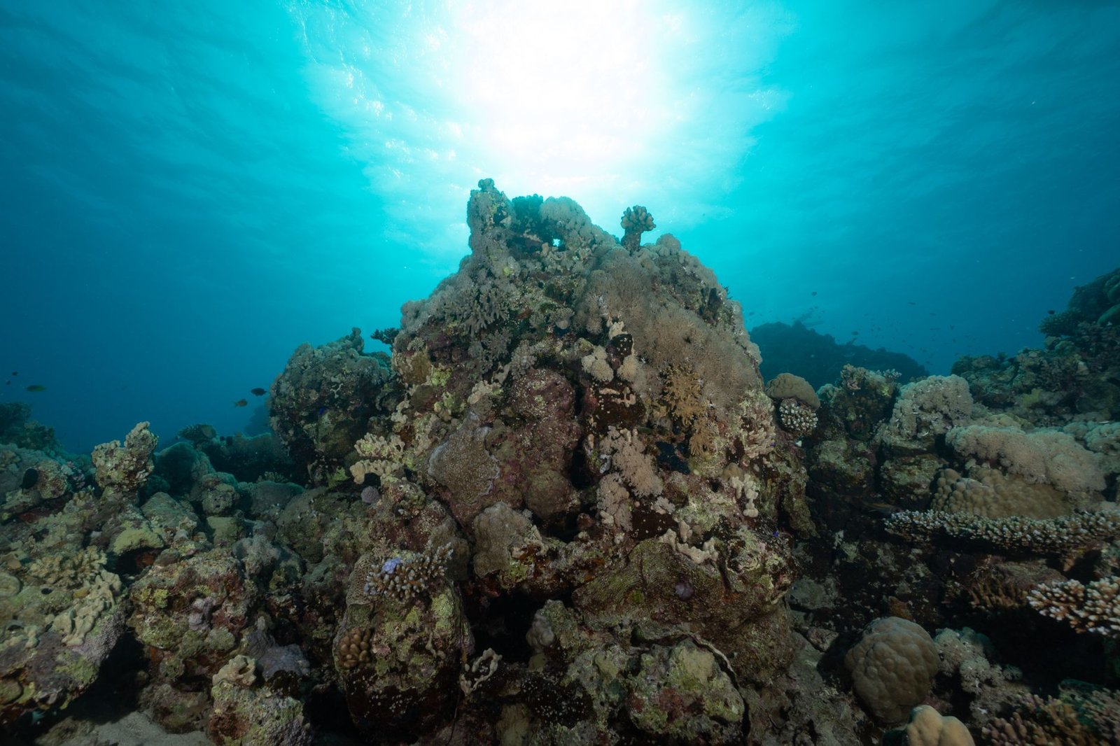 Diving Seychelles Granite Formations: An Underwater Journey Through Ancient Worlds