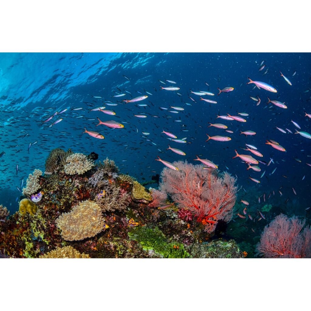 Night Diving in Raja Ampat Indonesia Bioluminescence: An Otherworldly Underwater Spectacle