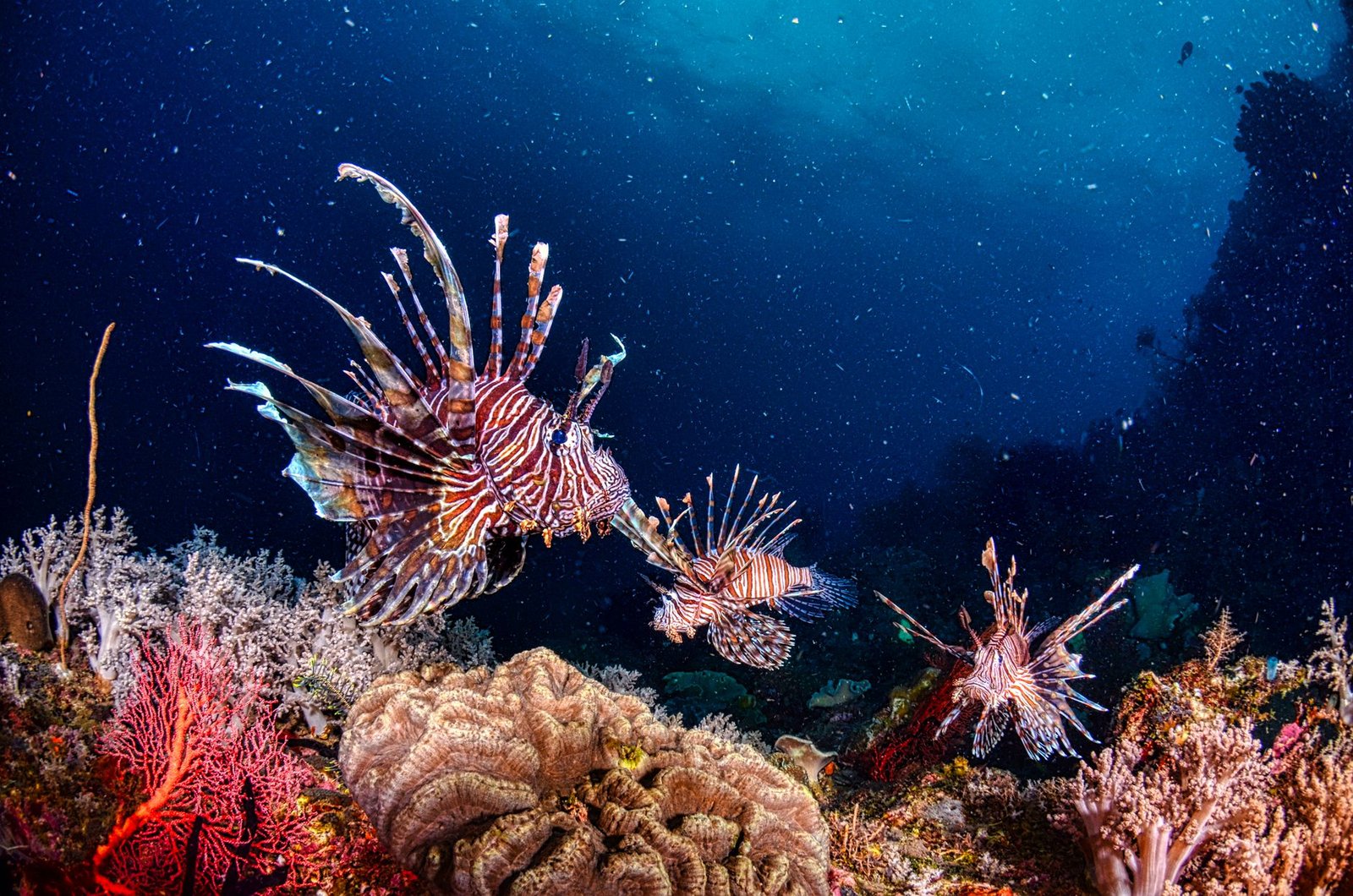 Night Diving in Raja Ampat Indonesia Bioluminescence: An Otherworldly Underwater Spectacle