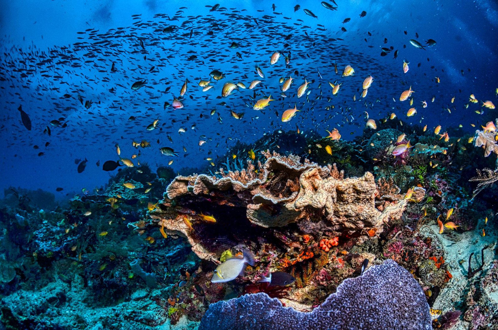 Night Diving in Raja Ampat Indonesia Bioluminescence: An Otherworldly Underwater Spectacle