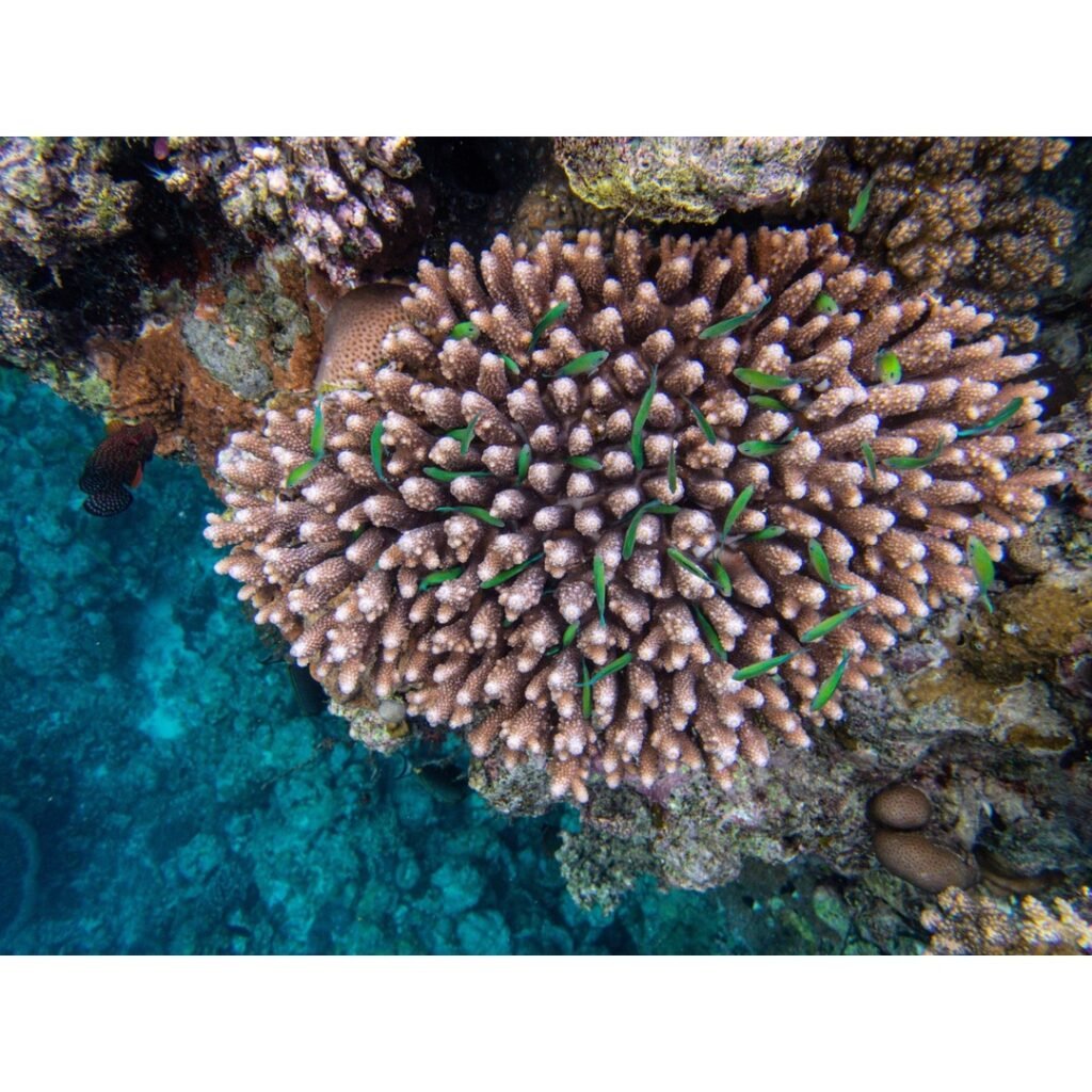 Diving the Great White Wall Fiji: An Essential Guide for Scuba Enthusiasts
