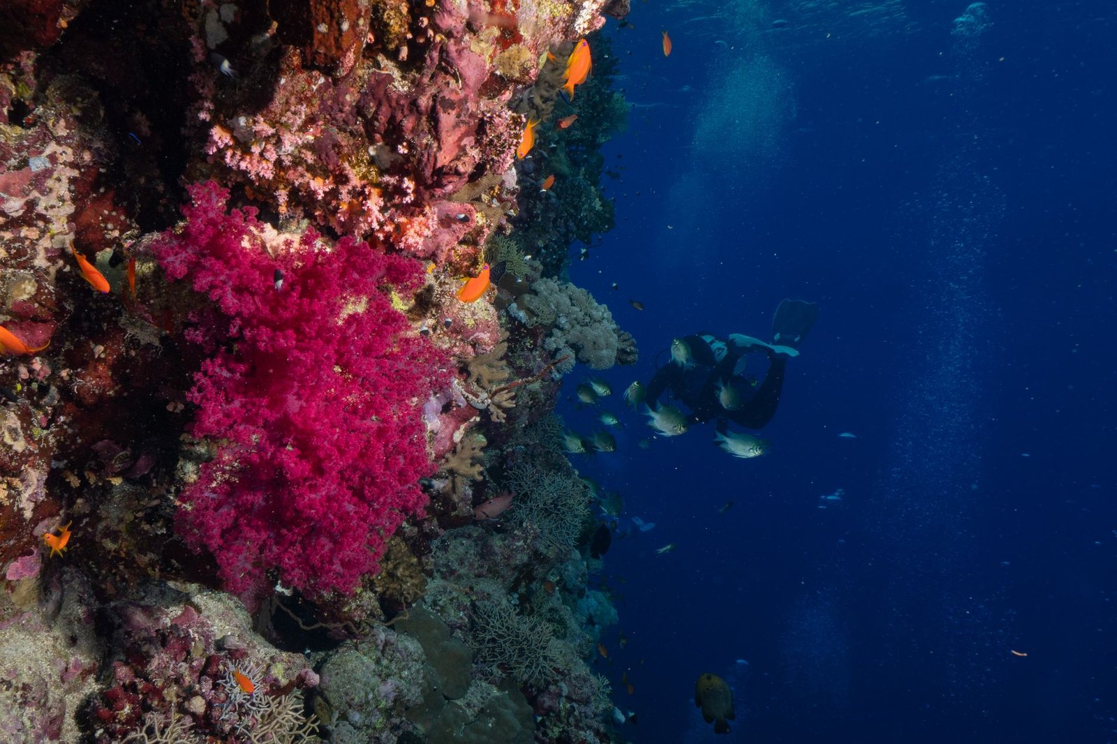 Diving the Great White Wall Fiji: An Essential Guide for Scuba Enthusiasts