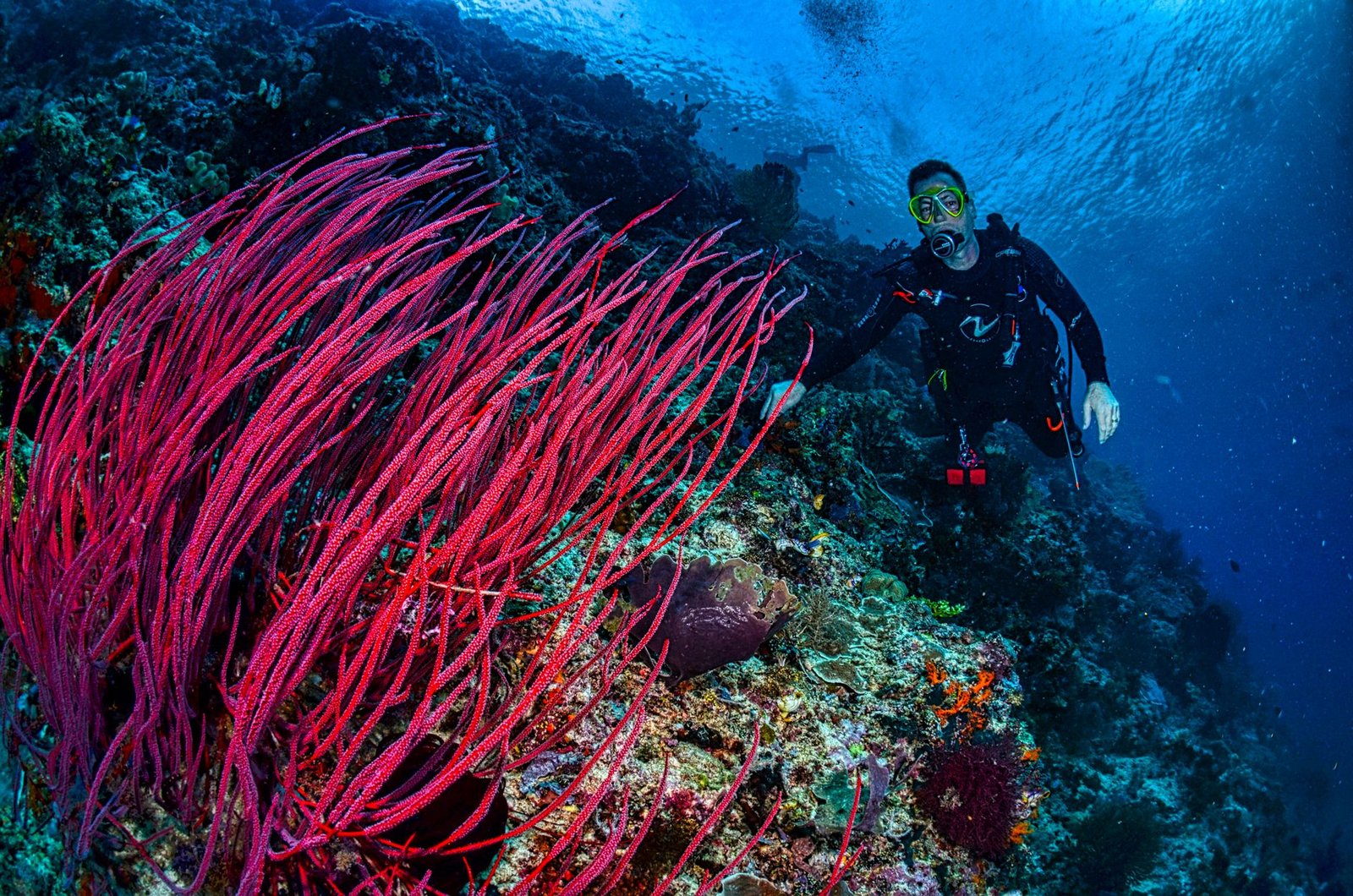 Unveiling the Depths: Your Guide to Coral Triangle Diving in Timor Leste