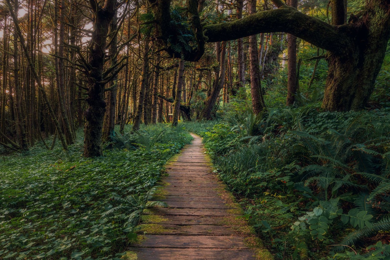 Discovering the Untamed Beauty: A Guide to Trails in Pacific Rim National Park Vancouver Island