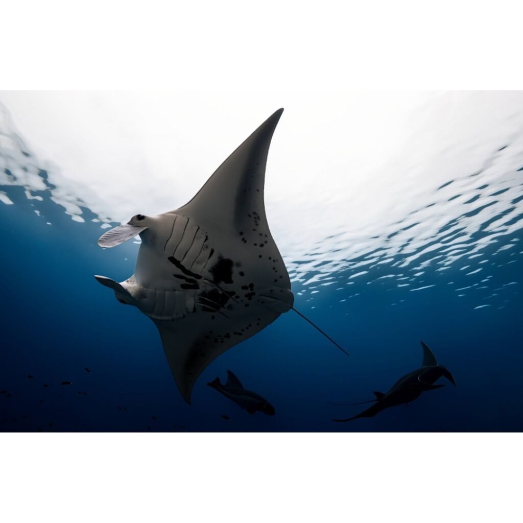 Discovering the Mystical Underwater Caves of Tonga Pacific: A Diver's Guide
