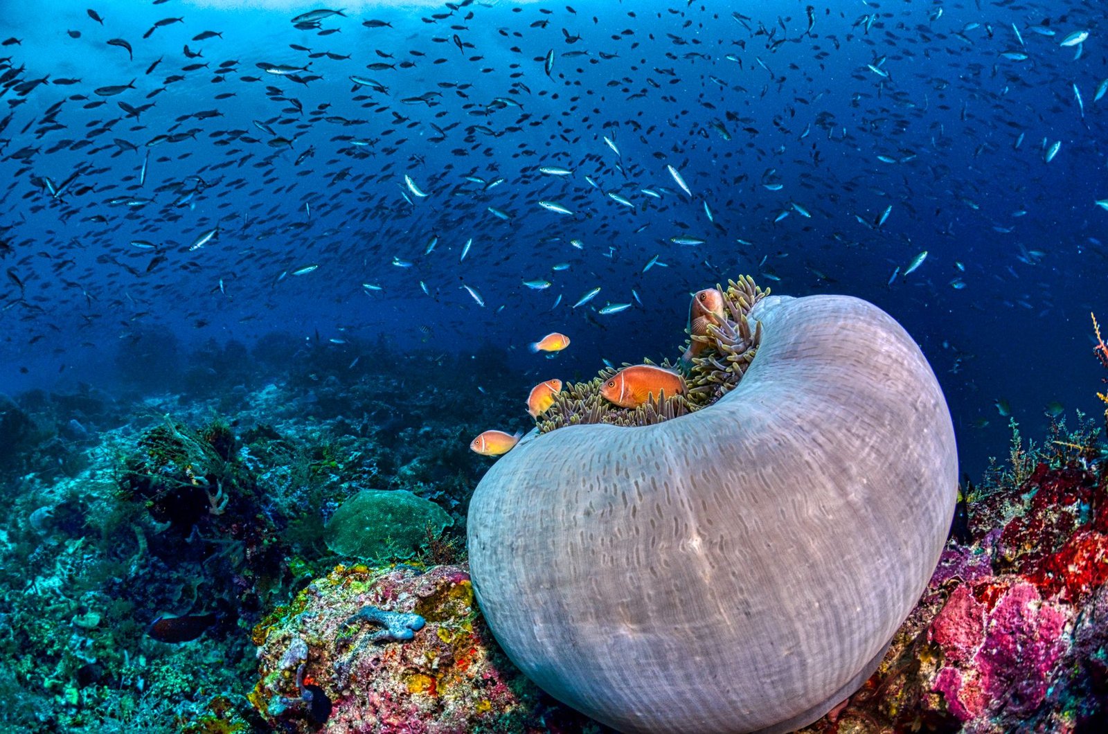 Discovering the Mystical Underwater Caves of Tonga Pacific: A Diver's Guide