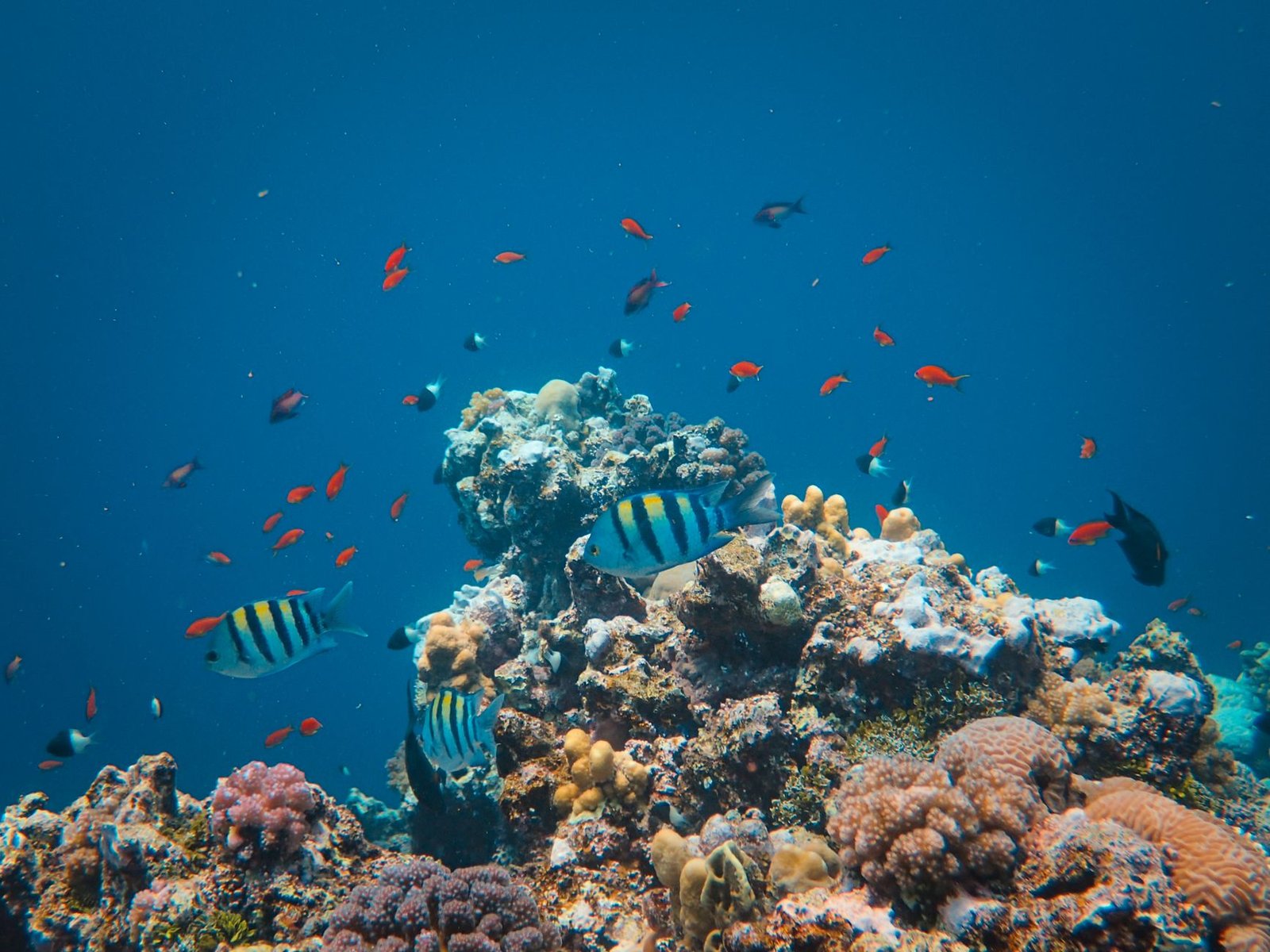 Unveiling the Underwater Wonders: Diving Zanzibar Tanzania Indian Ocean