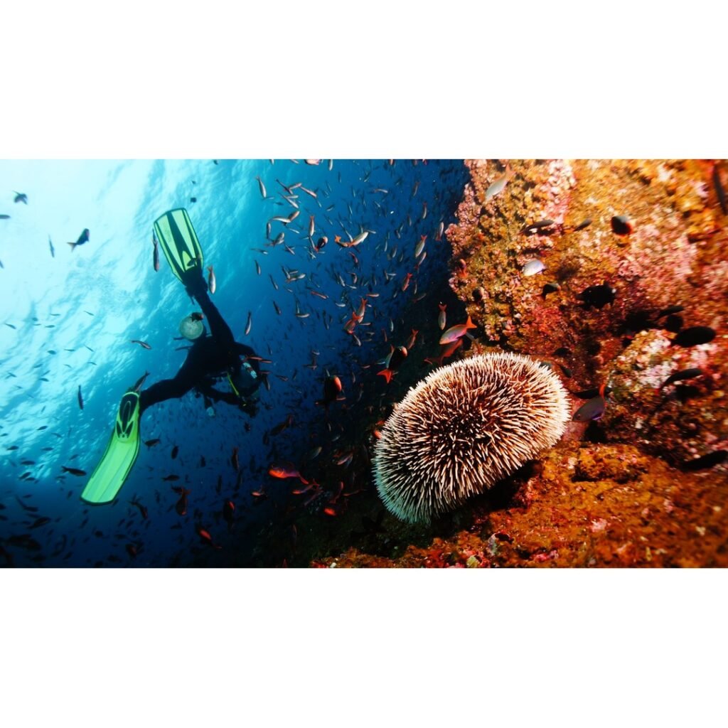 Diving the Galapagos Islands Ecuador: An Unforgettable Underwater Odyssey