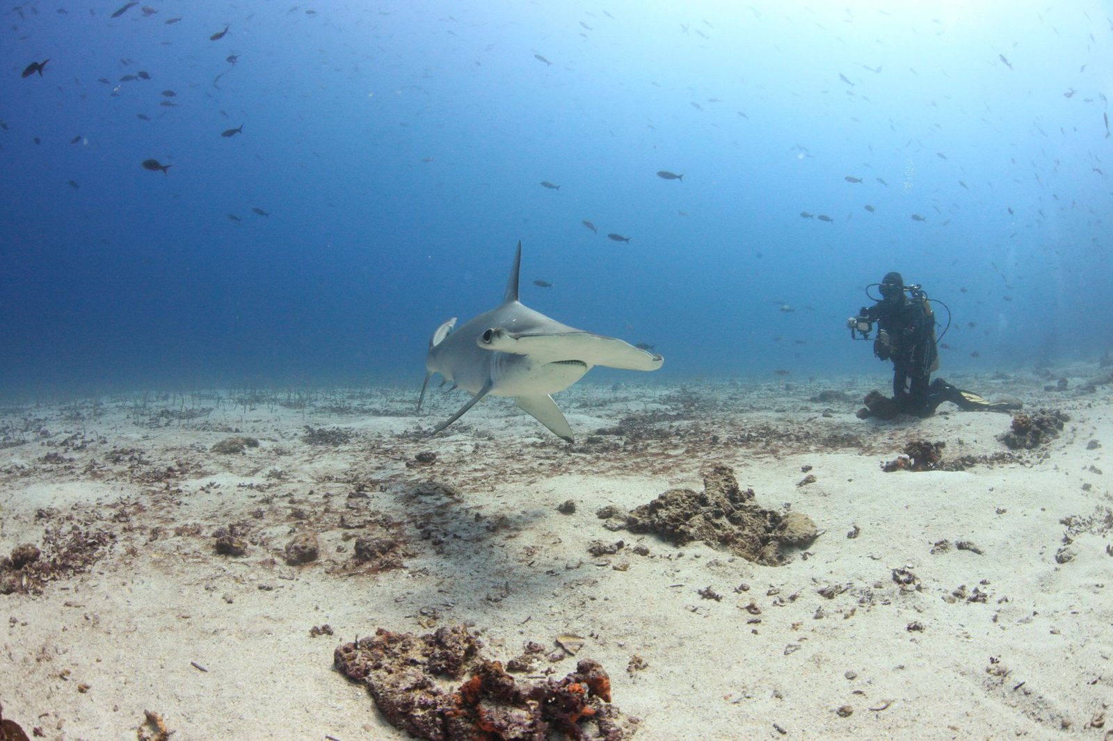 Diving the Galapagos Islands Ecuador: An Unforgettable Underwater Odyssey