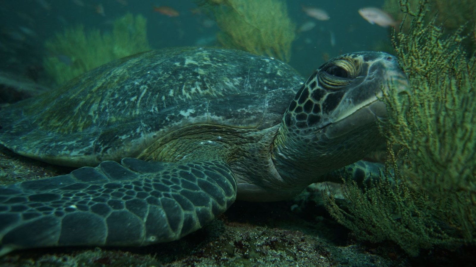 Diving the Galapagos Islands Ecuador: An Unforgettable Underwater Odyssey