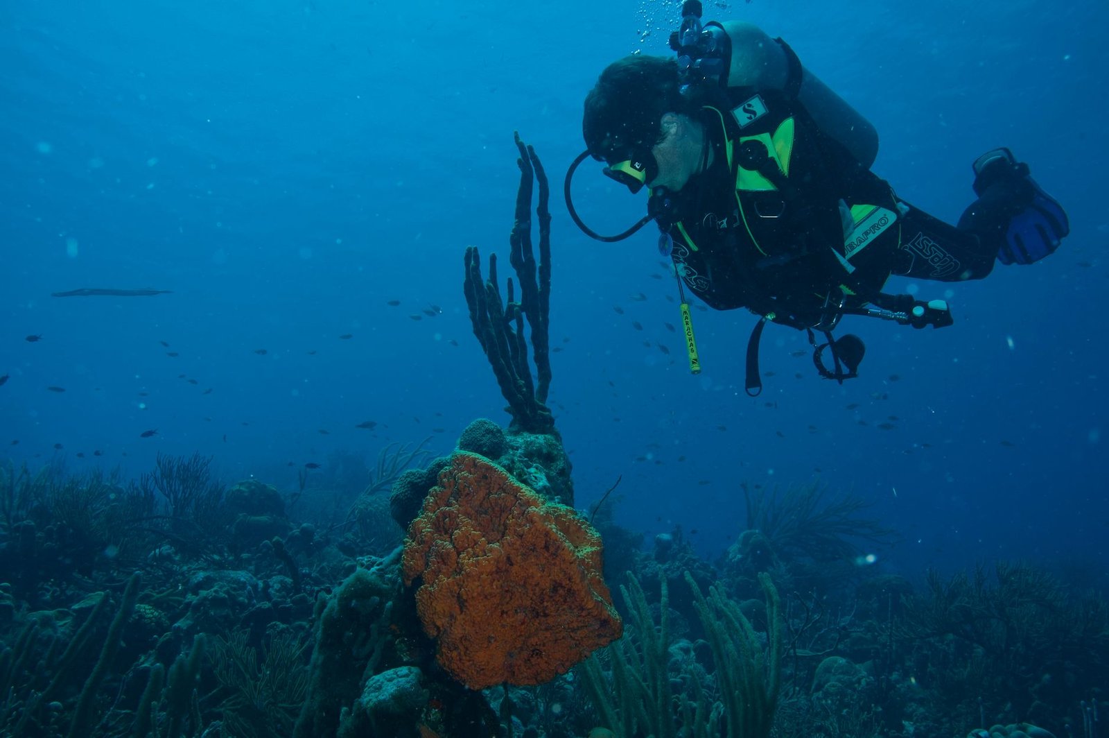 Scuba Diving Bonaire Caribbean Netherlands: An Enthusiast's Guide to Diver's Paradise