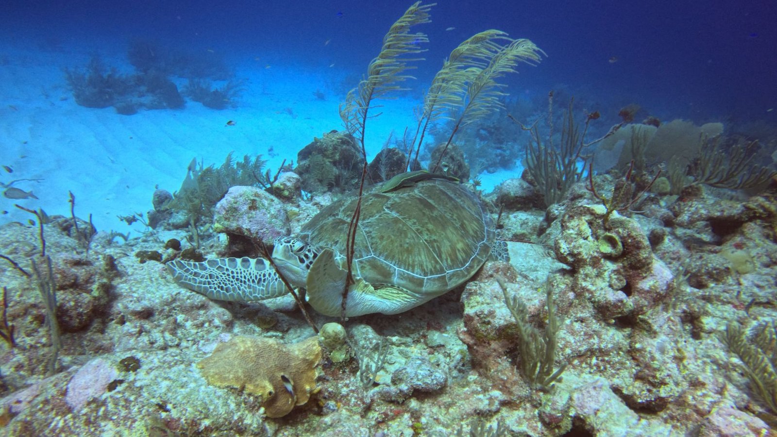 Cenote Diving in Tulum, Mexico: An Unforgettable Underwater Journey