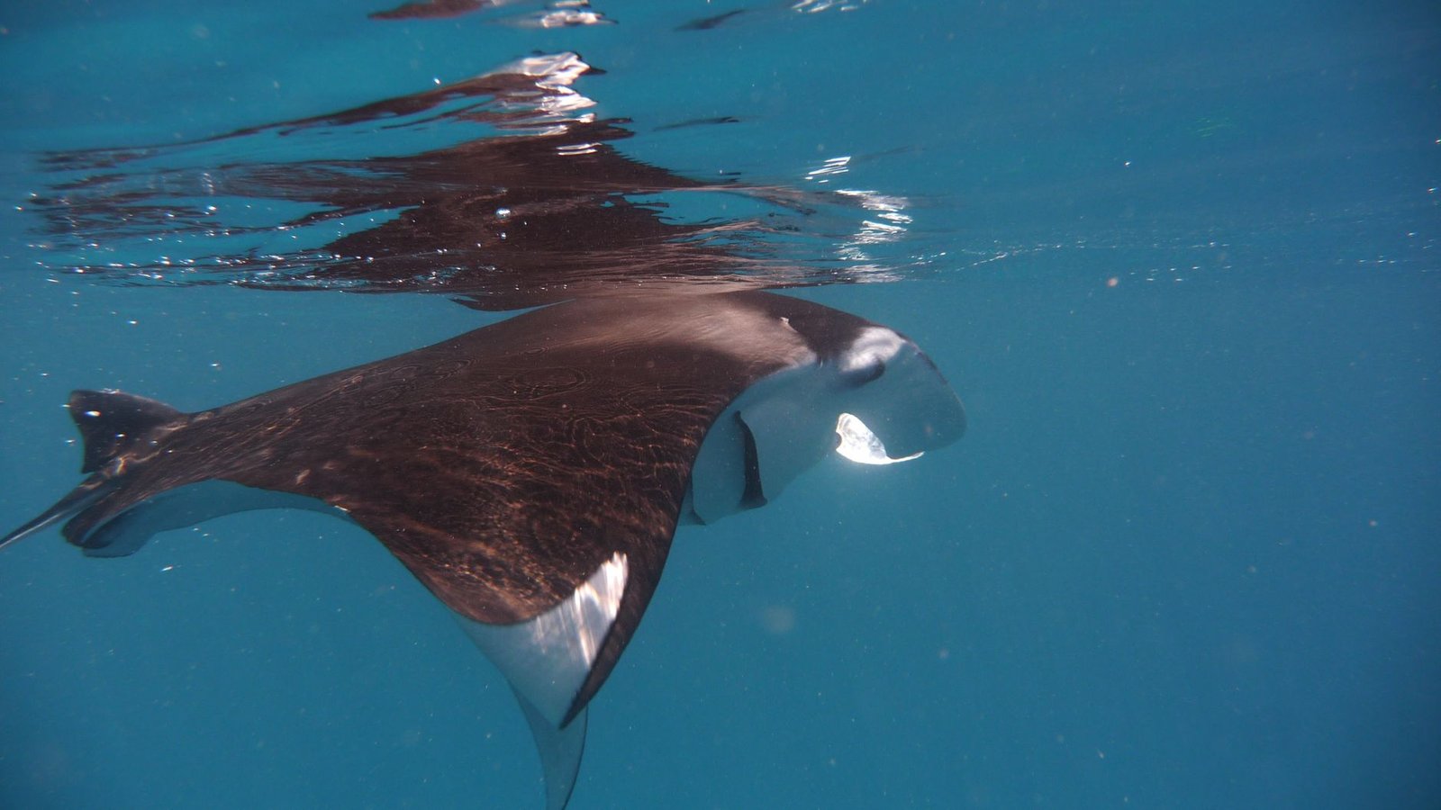 Scuba Diving Yap Micronesia with Manta Rays: An Unforgettable Underwater Encounter